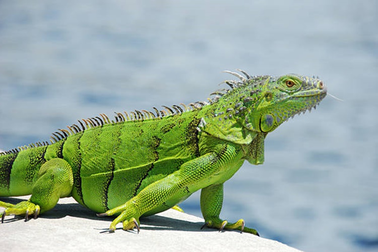 İguana Zehirli Mi?