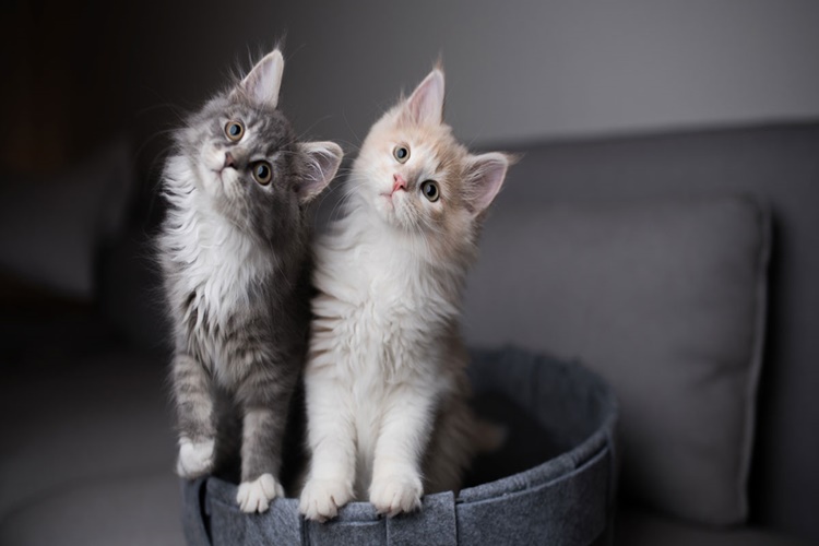 İki Kedi Evde Yalnız Kalabilir Mi?