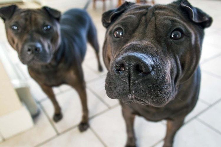 İki Köpek Evde Yalnız Kalabilir Mi?