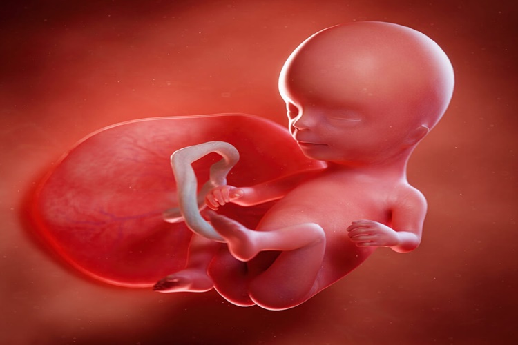 İlk Haftalarda Bebek Hissedilir Mi?