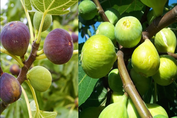 İncir Ağacı Taşınır Mı?