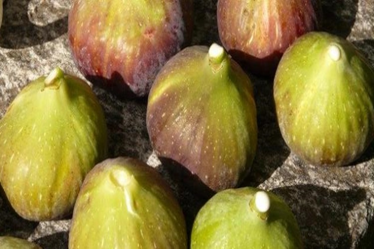 İncir Sütü Lekesi Nasıl Çıkar?