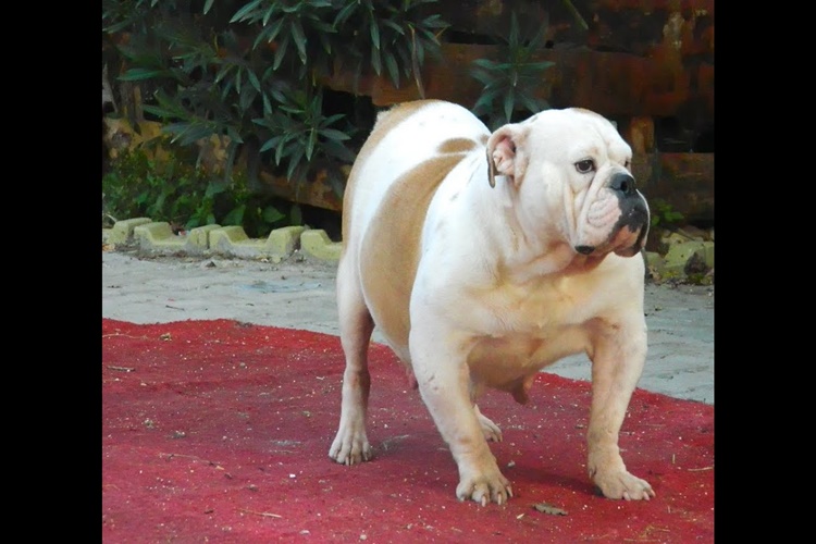 ingiliz bulldog evde yalniz kalir mi guncel oku