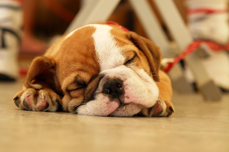 İngiliz Bulldog Köpek Apartmanda Bakılır mı?