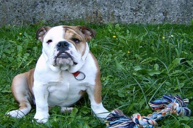 İngiliz Bulldog Köpek Bahçede Yaşar mı?