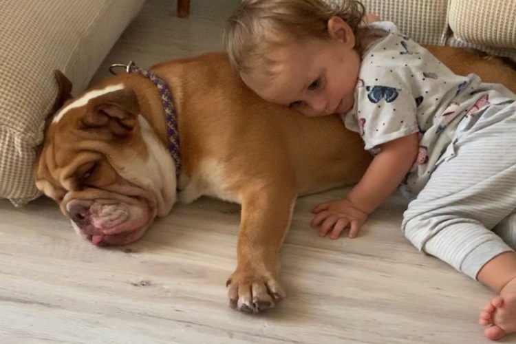 İngiliz Bulldog Köpek Çok Havlar mı?