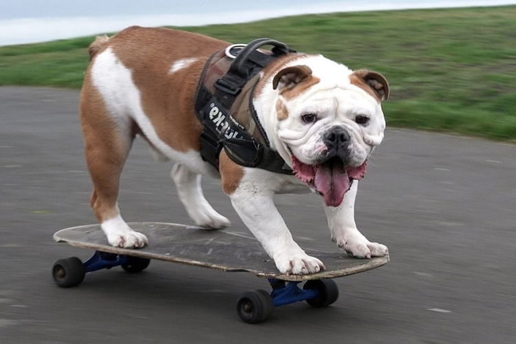 İngiliz Bulldog Köpek Evde Yalnız Kalır mı?