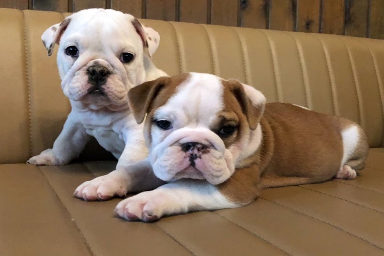 İngiliz Bulldog Köpek Irkı Hakkında Merak Edilenler