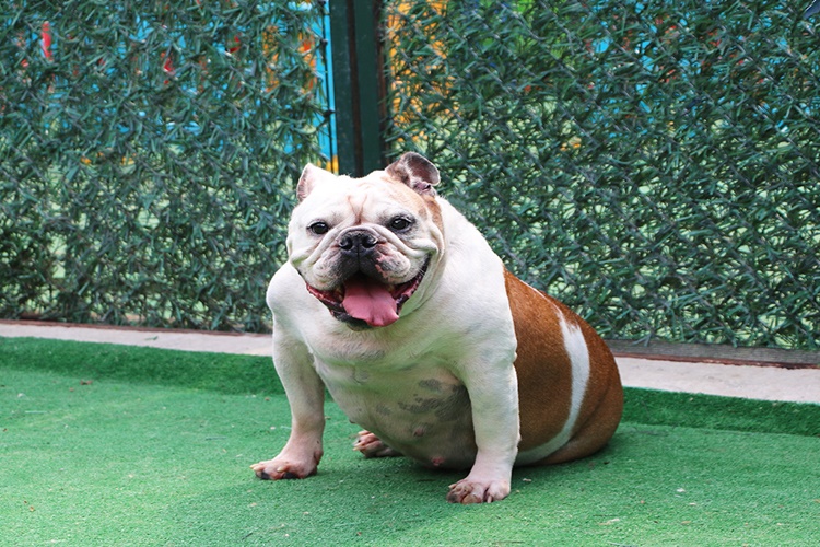 İngiliz Bulldog Köpek İsimleri Nelerdir?
