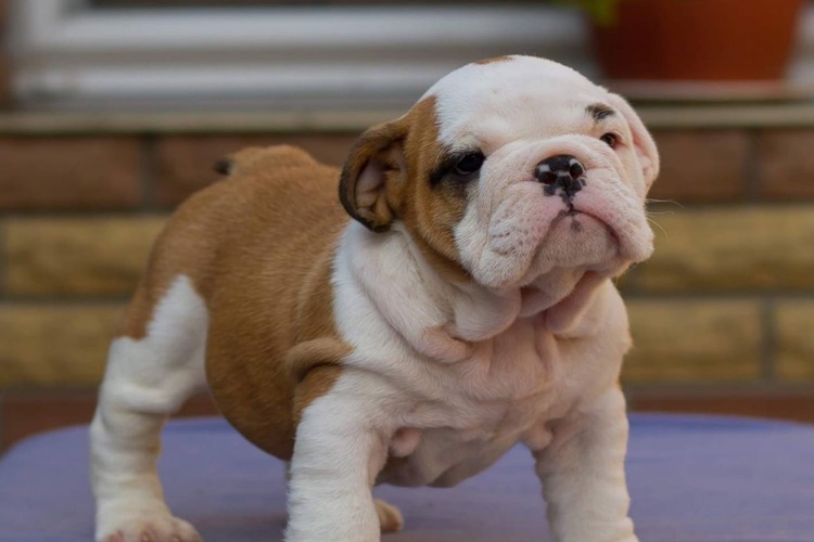 İngiliz Bulldog Nasıl Bir Köpektir?