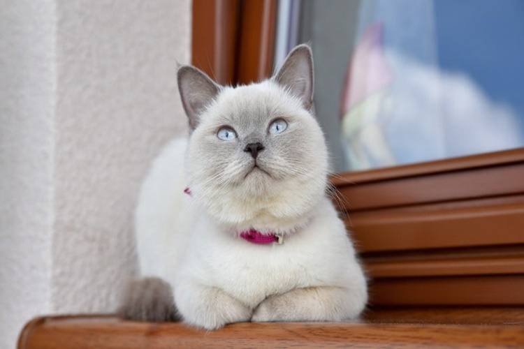 İngiliz Kedi Irkları Nelerdir?