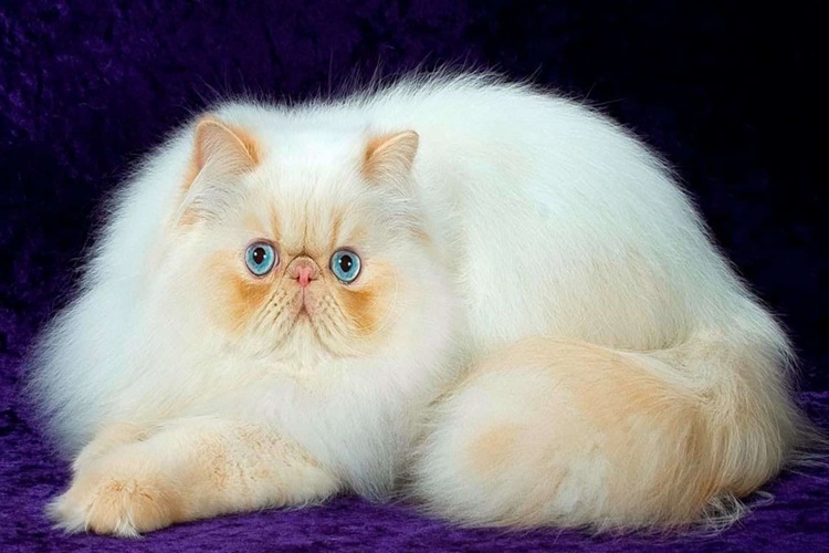 İran Kedisi Tüy Döker Mi?