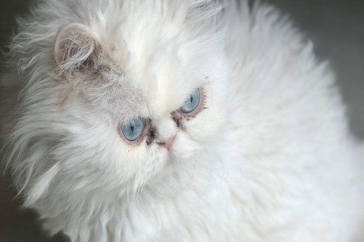 İran Kırması Kedi Fiyatı 2023 Ne Kadar?