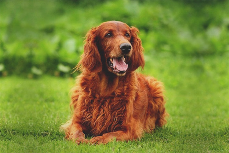 İrish Setter Köpek Irkının Karakteri Nasıldır?