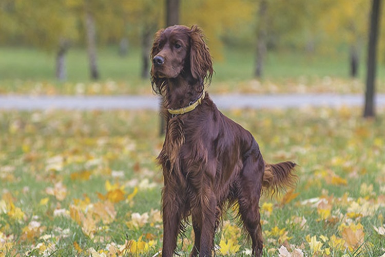 İrish Setter Köpek Nasıl Beslenir?
