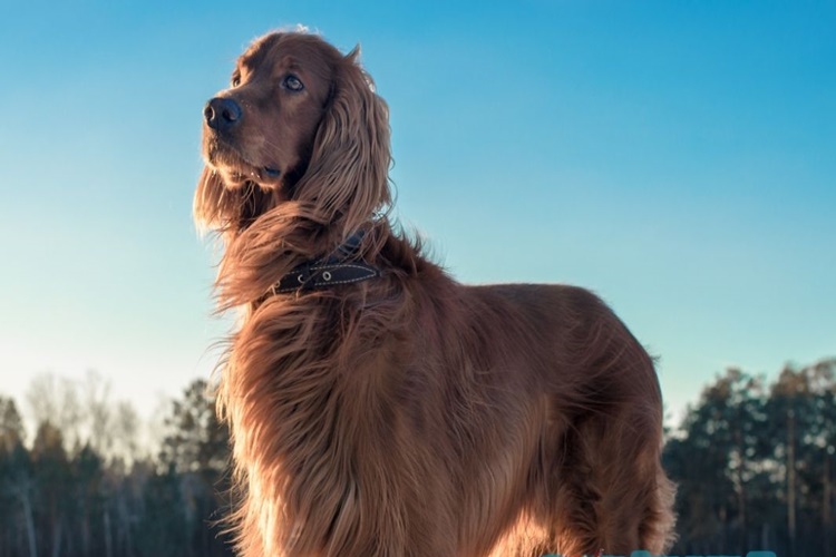 İrish Setter Köpek Zararlı mı?