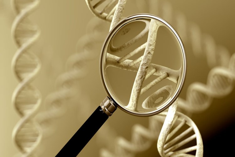 Irk Dna Testi Nasıl Yapılır?