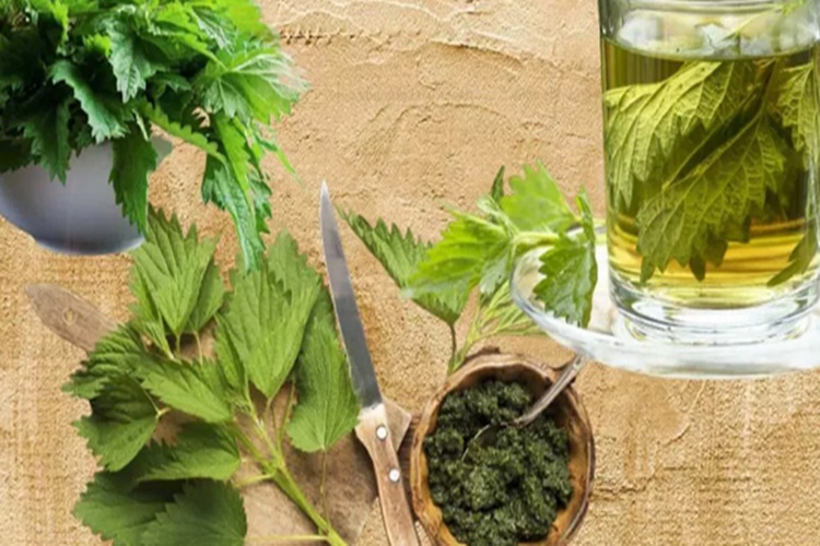 Isırgan Otu Çayı Kanı Temizler Mi?