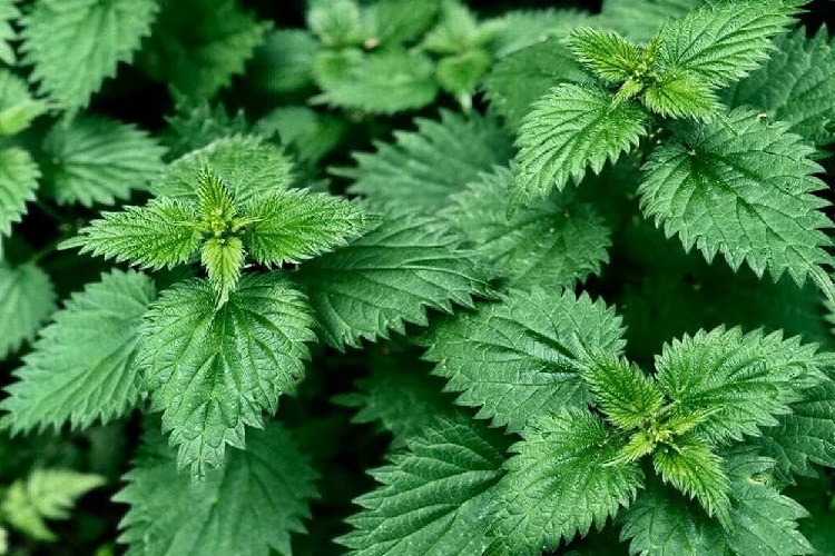 Isırgan Tohumu Nasıl Ekilir?