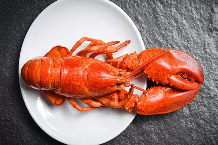 Istakoz İnsana Zarar Verir Mi?