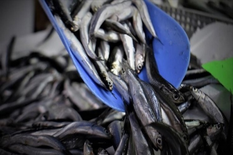 İstavrit Hakkında Bilinmesi Gerekenler