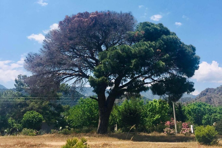 İstenmeyen Ağaç Nasıl Kurutulur?