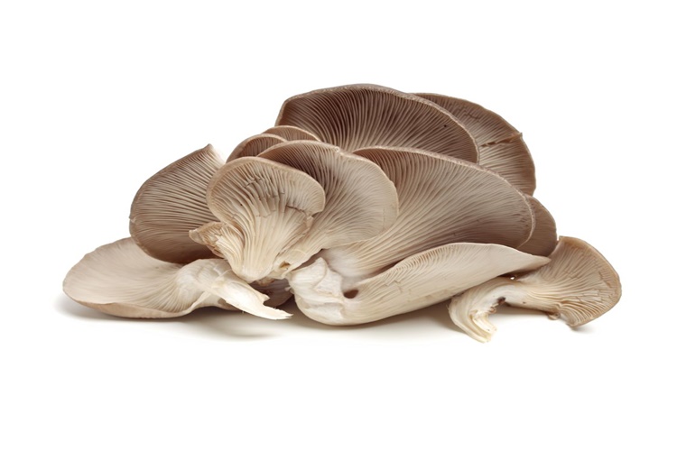 İstiridye Mantarı Acı Olur Mu?