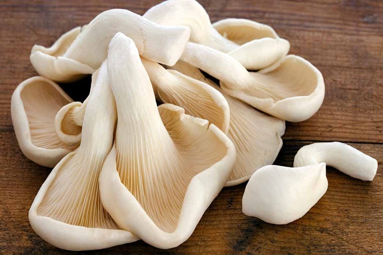 İstiridye Mantarı Buzluğa Konur Mu?