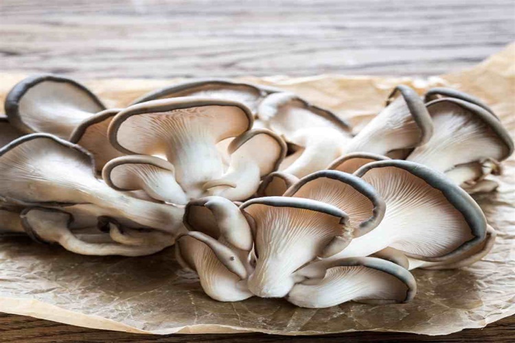 İstiridye Mantarı Gaz Yapar Mı?