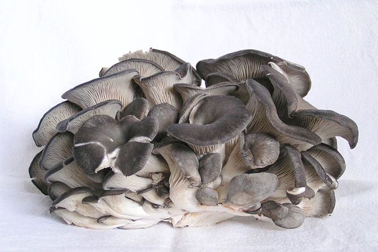 İstiridye Mantarı Nasıl Kavrulur?
