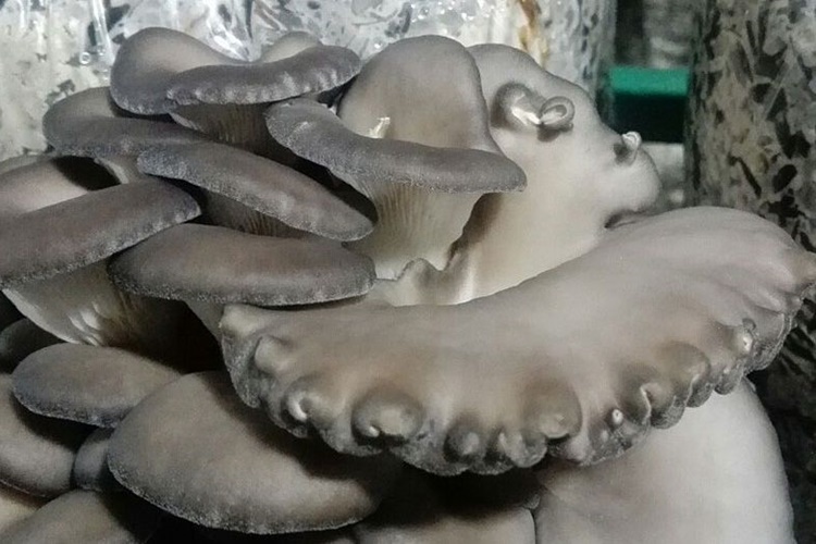 İstiridye Mantarı Neden Sert Olur?