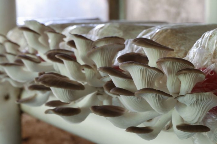 İstiridye Mantarı Önce Haşlanır Mı?