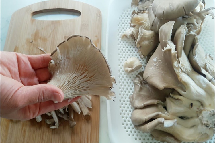 İstiridye Mantarının Piştiğini Nasıl Anlarız?
