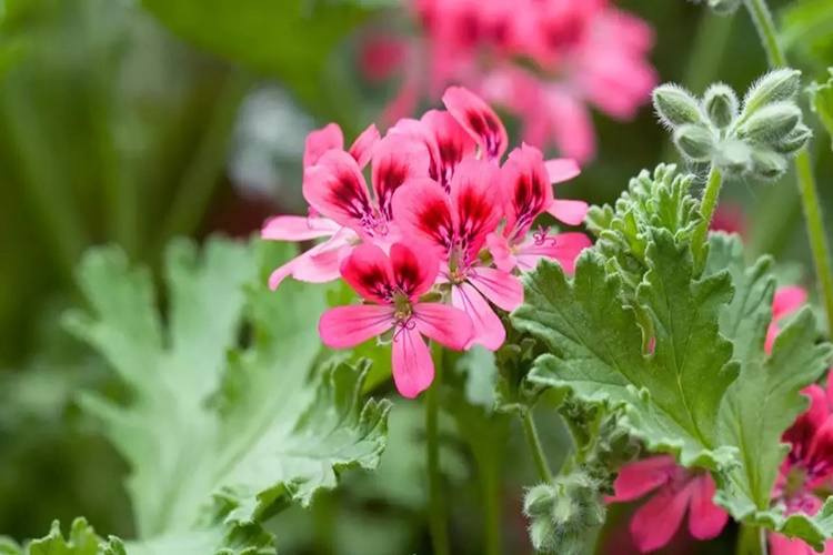  Itır Ne Zaman Çiçek Açar?