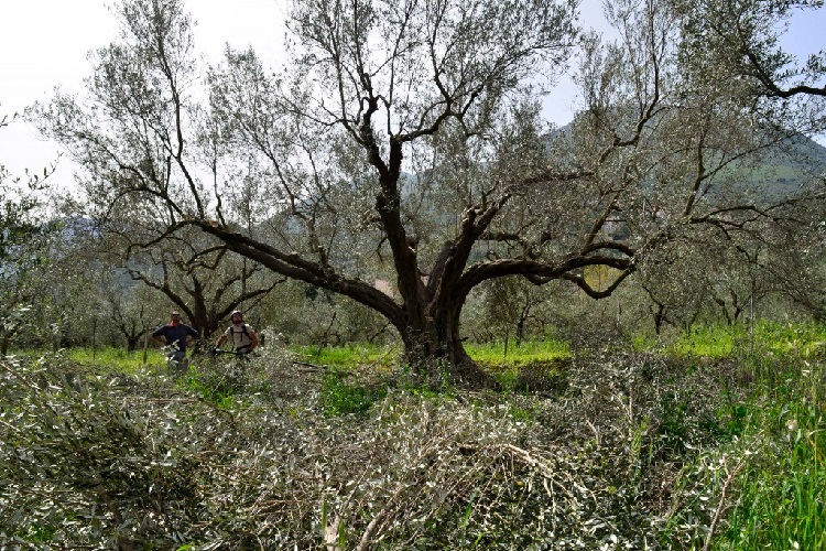 İzmirde Zeytin Ne Zaman Budanır?