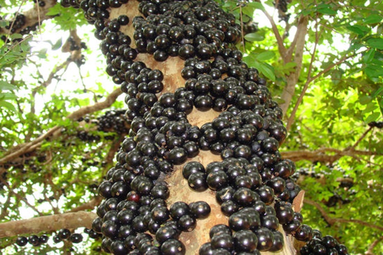 Jabuticaba Ağacı Türkiye'de Yetişir Mi?