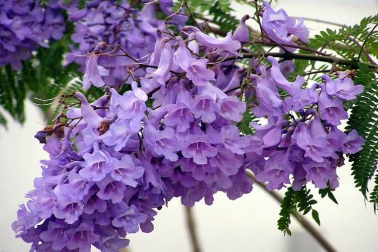 Jacaranda Ne Zaman Çiçek Açar?