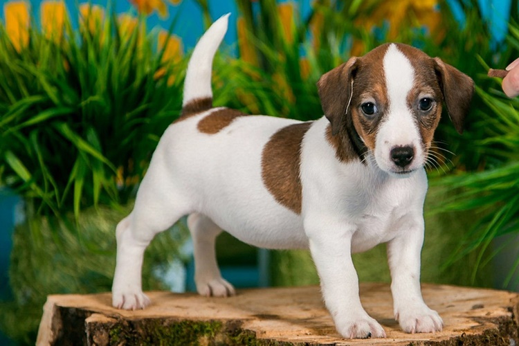 Jack Russell Köpek Fiyatı 2023 Ne Kadar?