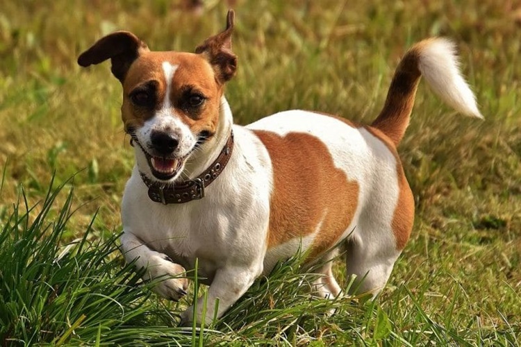  Jack Russell Neden Titrer?