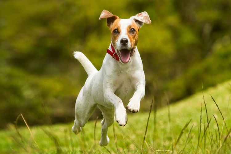 Jack Russell Terrier Nasıl Eğitilir?