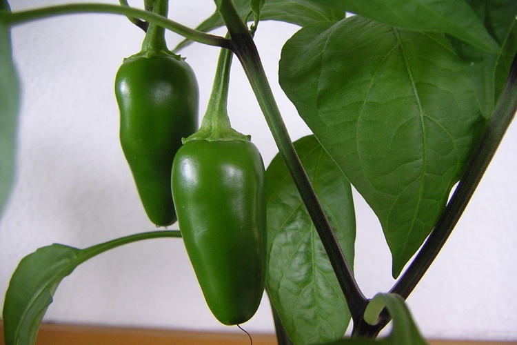 Jalapeno Biber Ne Zaman Toplanır?