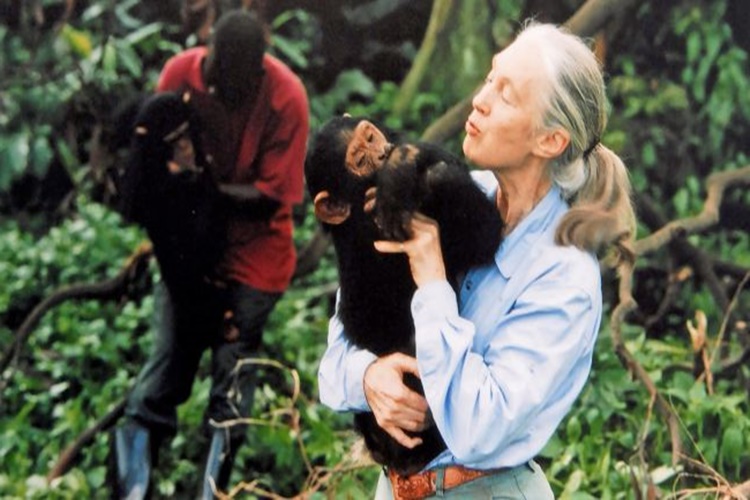 Jane Goodall Belgeseli Var Mı?