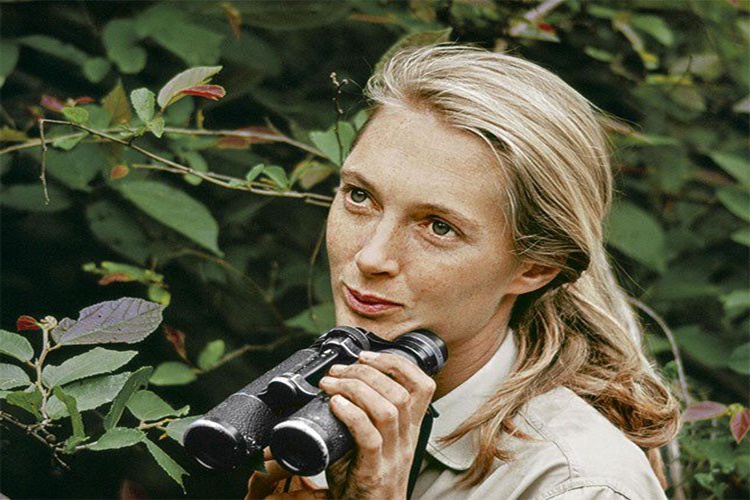 Jane Goodall Kimdir, Jane Goodall Hayatı Nasıldı?