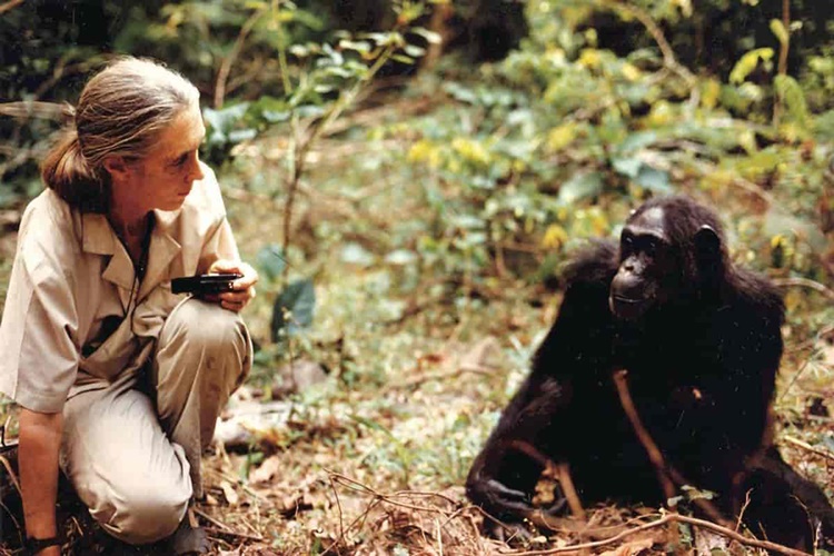 Jane Goodall Kitapları Nelerdir?