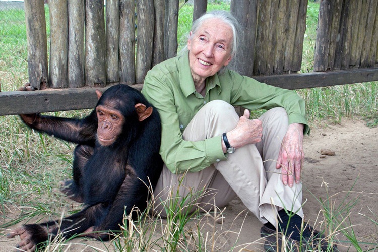 Jane Goodall Öldü Mü?