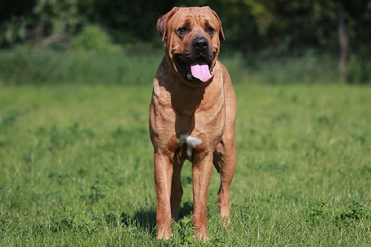 Japanese Tosa Köpek Eğitimi Nasıl Yapılır?