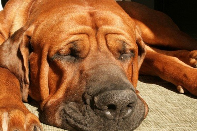 Japanese Tosa Köpek Isırığı Sonucunda Ne Olur?