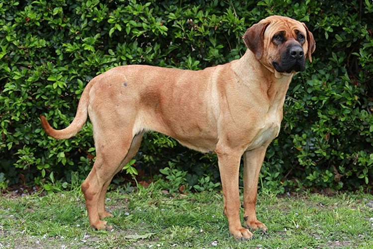 Japanese Tosa Köpek Özellikleri Nelerdir?