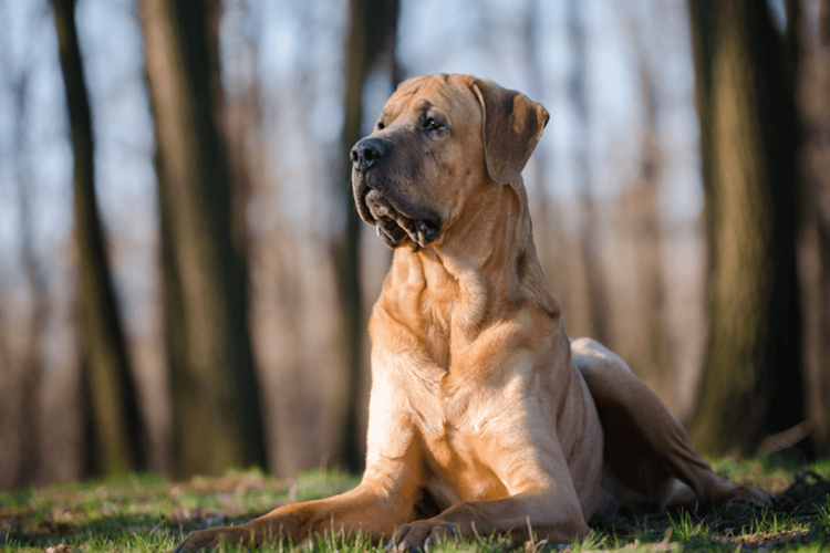 Japanese Tosa Köpek Tehlikeli mi?