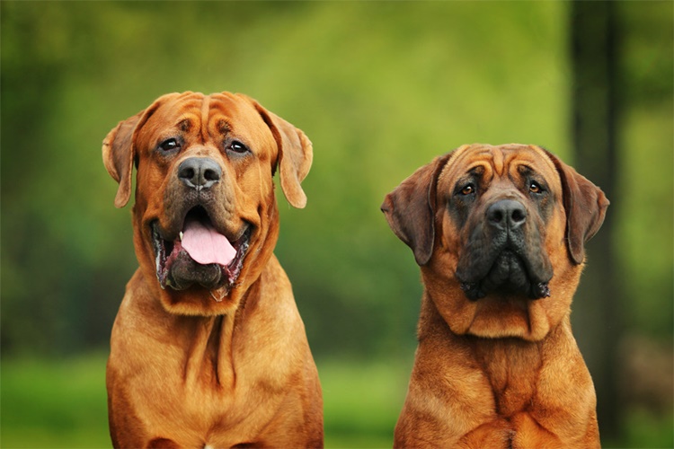 Japanese Tosa Köpekler Hakkında Merak Edilenler
